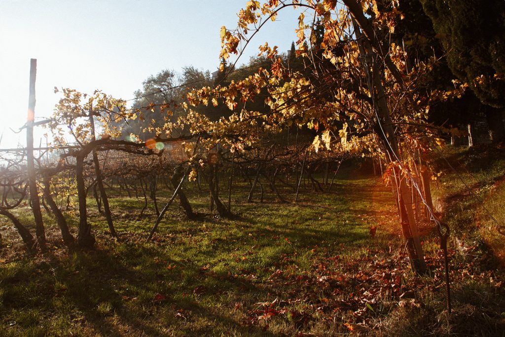 La Valpolicella. Andar per cantine tra arte, sapori e tradizioni