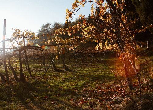 La Valpolicella. Andar per cantine tra arte, sapori e tradizioni