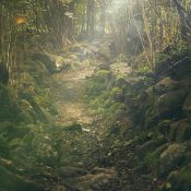 forest, path, rocks